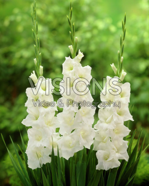 Gladiolus Amsterdam ®