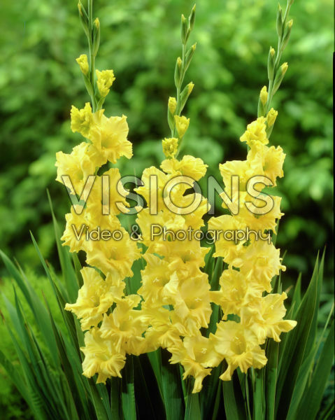 Gladiolus Jester Gold