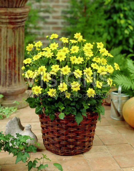 Dahlia Topmix Yellow Dahlia Topmix Yellow