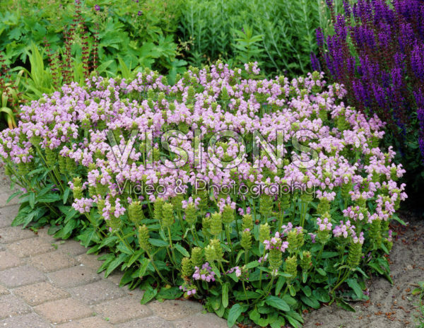 Prunella grandiflora Pink Loveliness