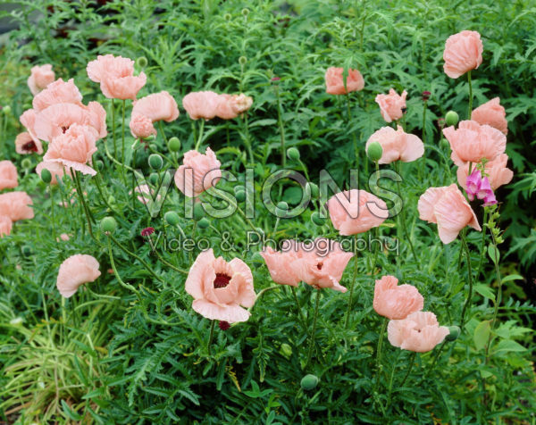Papaver orientale Mrs Perry Papaver orientale Mrs Perry