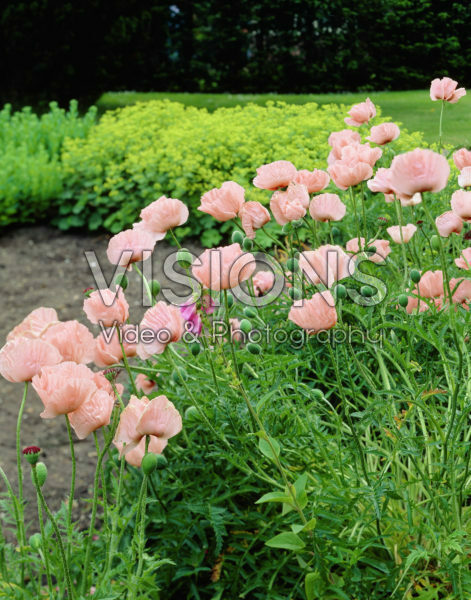 Papaver orientale Mrs Perry Papaver orientale Mrs Perry