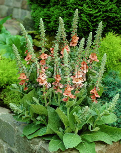 Verbascum Helen Johnson Verbascum Helen Johnson