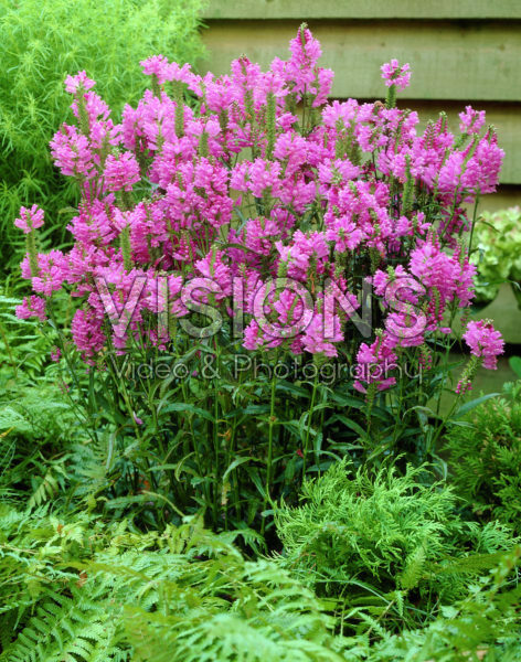 Physostegia virginiana Bouquet Rose Physostegia virginiana Bouquet Rose