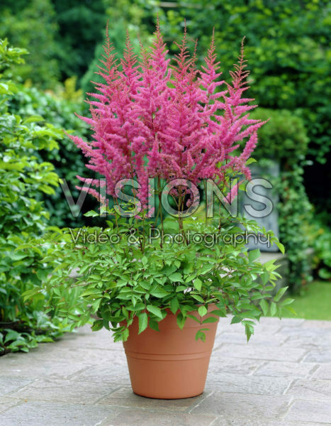 Astilbe America Astilbe America