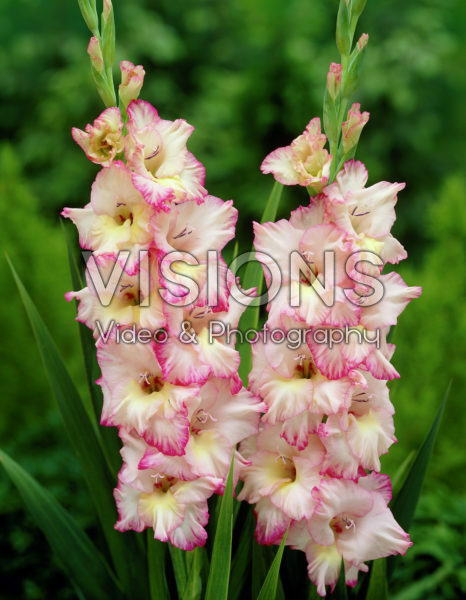 Gladiolus Priscilla