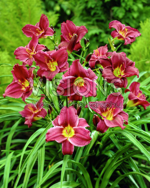 Hemerocallis Grape Velvet Hemerocallis Grape Velvet