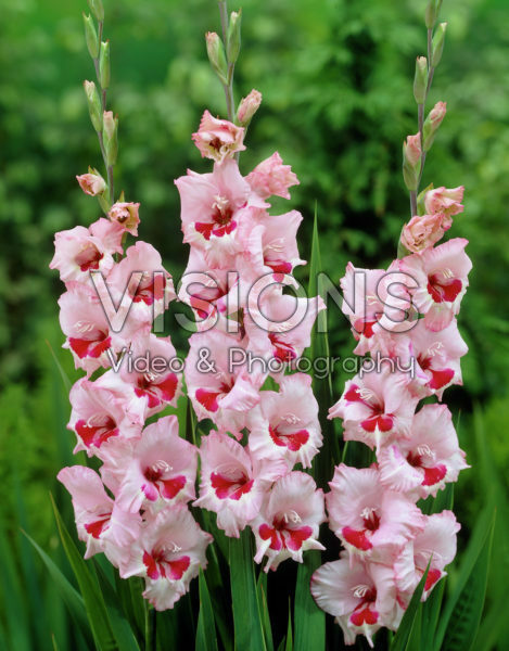 Gladiolus Wine and Roses