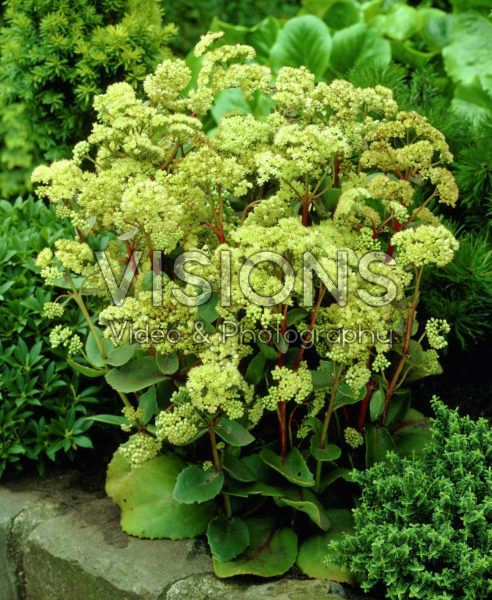 Sedum populifolium