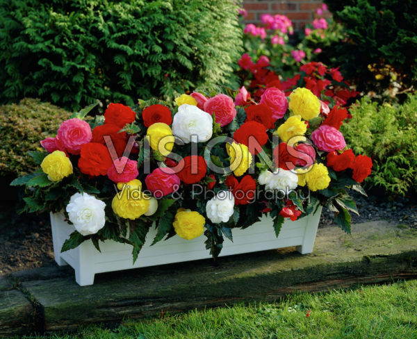 Begonia Non Stop mix Begonia Non Stop mix
