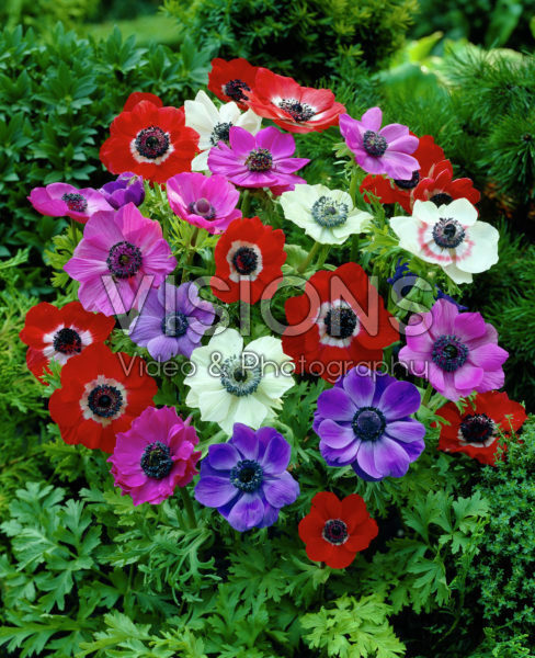 Anemone coronaria De Caen mixed Anemone coronaria De Caen mixed