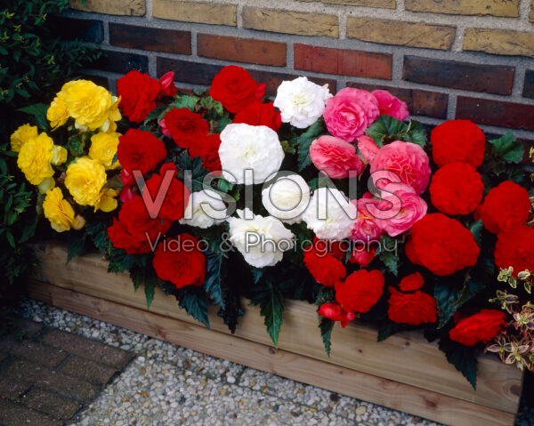 Begonia Non Stop mix Begonia Non Stop mix