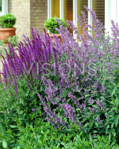 Nepeta, Salvia Nepeta, Salvia
