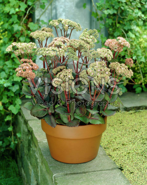 Sedum Matrona