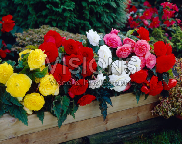 Begonia Non Stop mix Begonia Non Stop mix