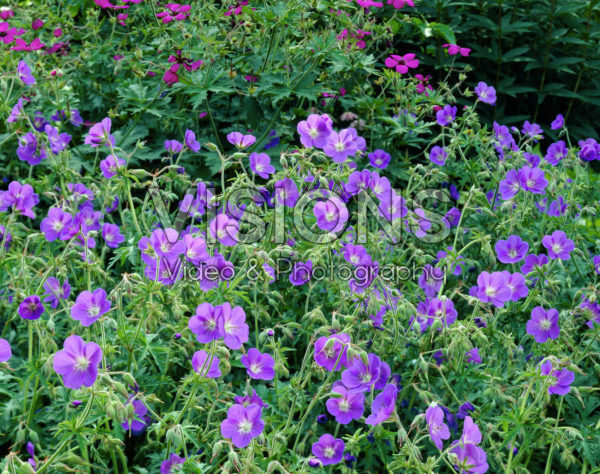Geranium Brookside Geranium Brookside