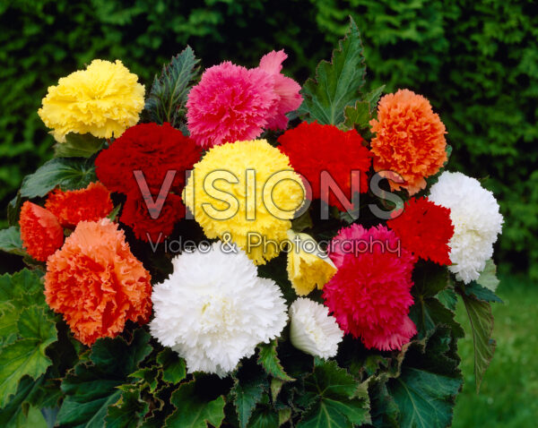 Begonia fimbriata mixed Begonia fimbriata mixed