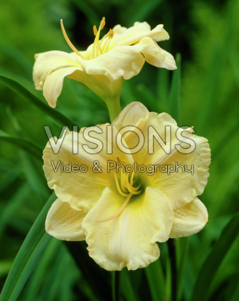 Hemerocallis Cairus Hemerocallis Cairus