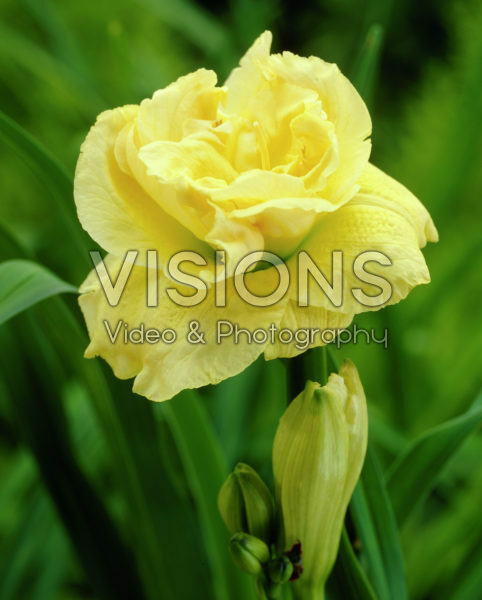 Hemerocallis yellow