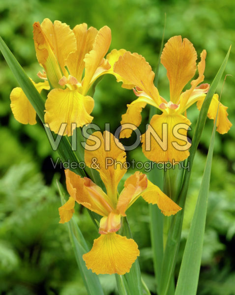 Iris spuria Iris spuria