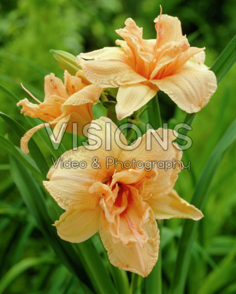 Hemerocallis Double Dream Hemerocallis Double Dream