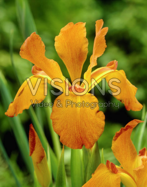 Iris spuria Black Coffee Iris spuria Black Coffee