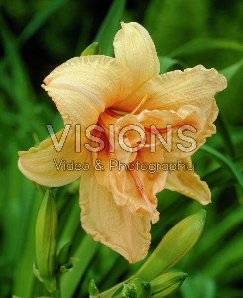 Hemerocallis Double Dream Hemerocallis Double Dream