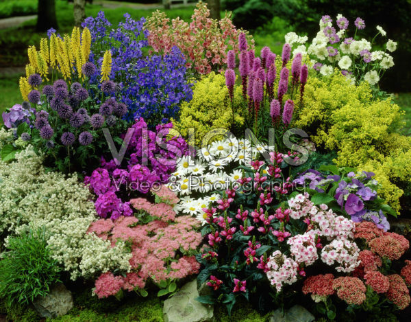 Summer flowers collection Summer flowers collection