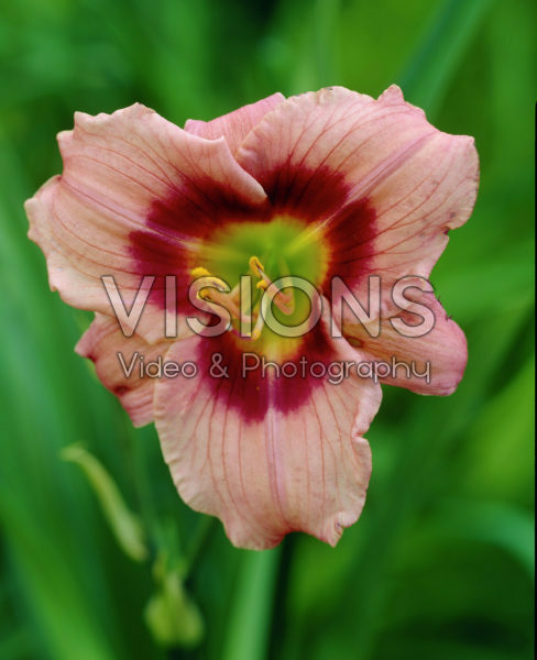 Hemerocallis Angel's Artistry