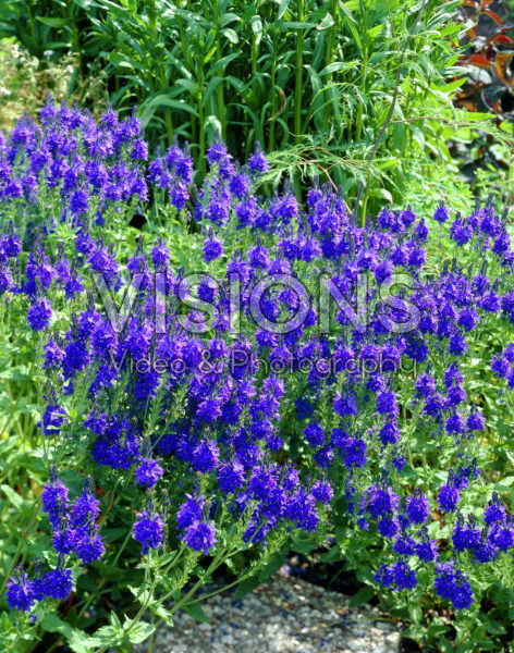 Veronica austriaca Kapitän Veronica austriaca Kapitän