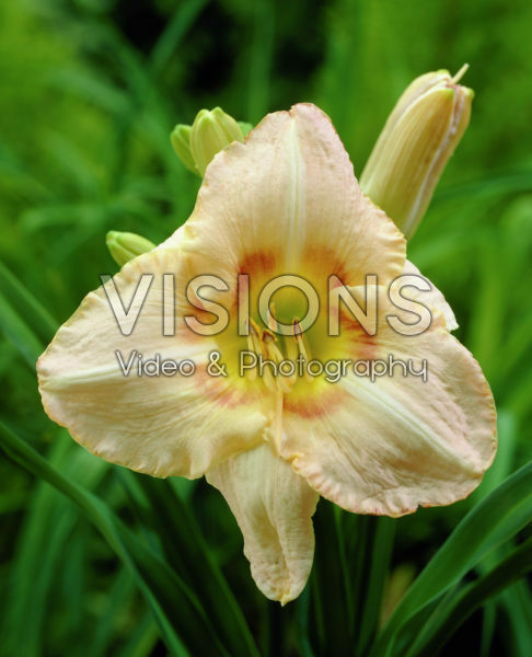 Hemerocallis Frandean