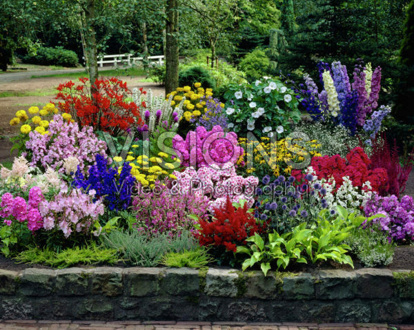 Collection, Hosta, Physostegia, Hibiscus,  Echinops,  Crocosmia, Lupinus, Delphinium, Phlox, Astilbe, Scabiosa, Achillea