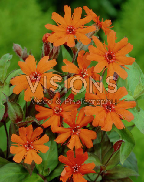 Lychnis arkwrightii Lychnis arkwrightii