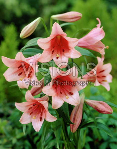 Lilium Casa Rosa Lilium Casa Rosa