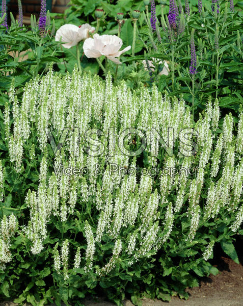 Salvia nemorosa Schneehugel Salvia nemorosa Schneehugel