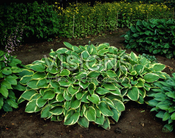 Hosta Aureomarginata Hosta Aureomarginata