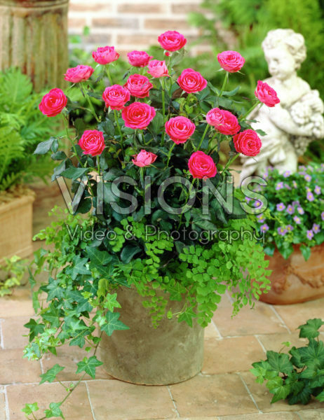 Rosa pink Rosa pink
