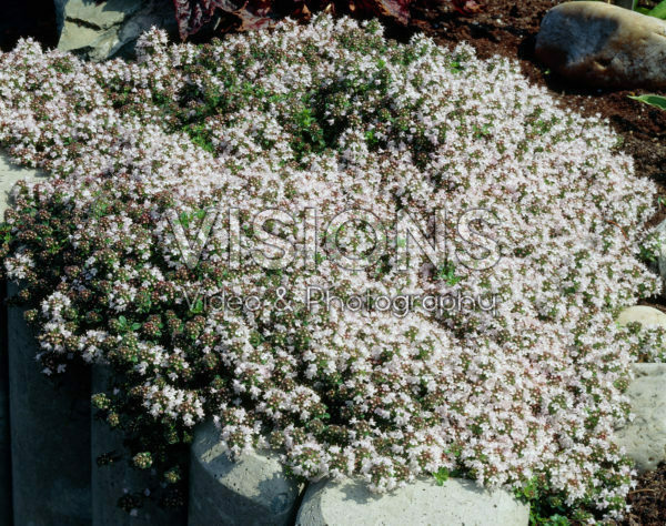 Thymus praecox Vey