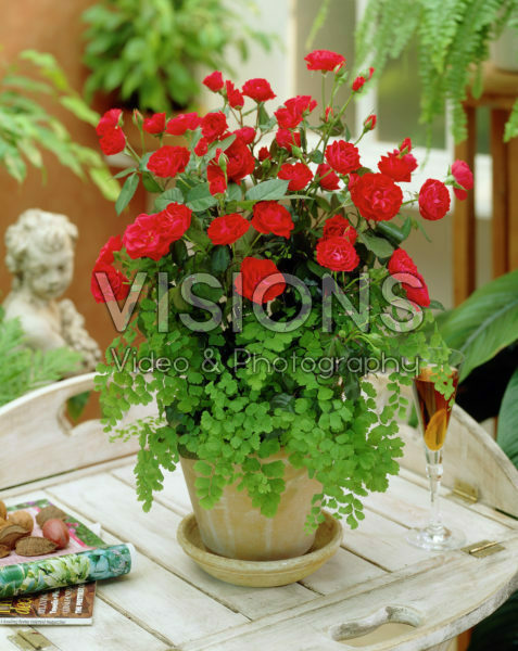 Rosa red Rosa red