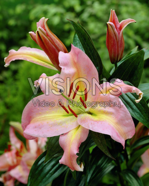 Lilium Evelina Lilium Evelina
