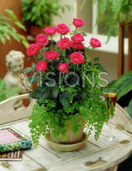 Rosa pink Rosa pink
