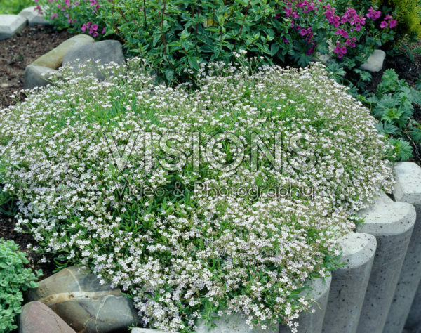 Gypsophila franzii Gypsophila franzii