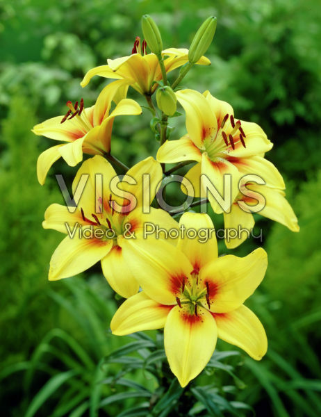 Lilium bicolour Lilium bicolour