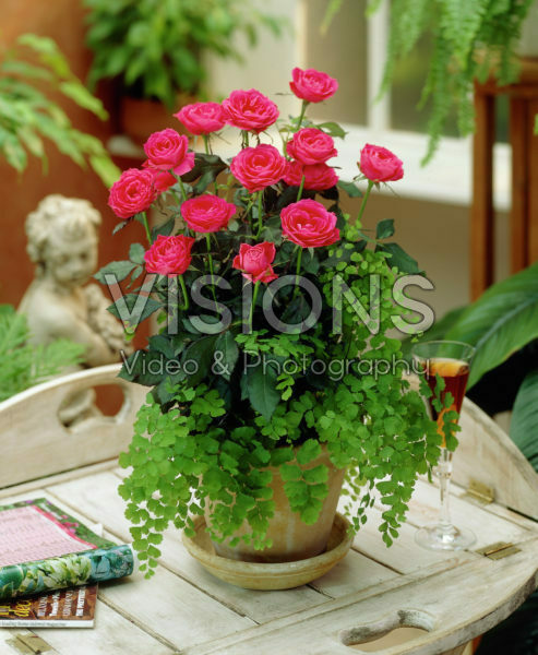 Rosa pink Rosa pink