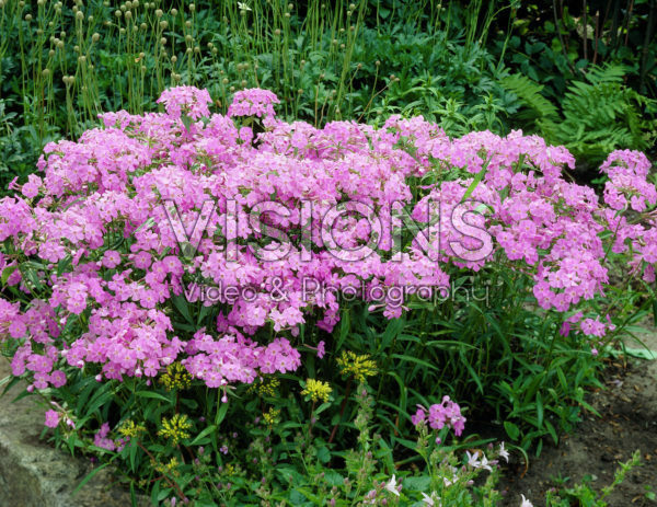 Phlox carolina Bill Baker Phlox carolina Bill Baker