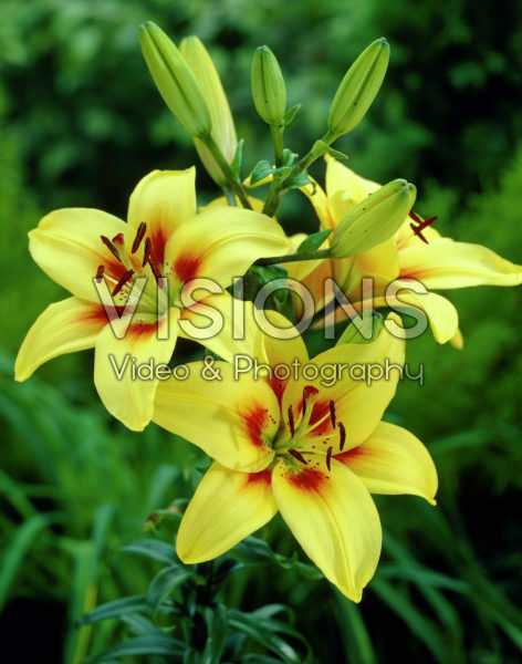 Lilium bicolour Lilium bicolour