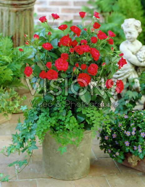 Rosa red Rosa red