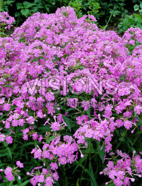 Phlox carolina Bill Baker Phlox carolina Bill Baker