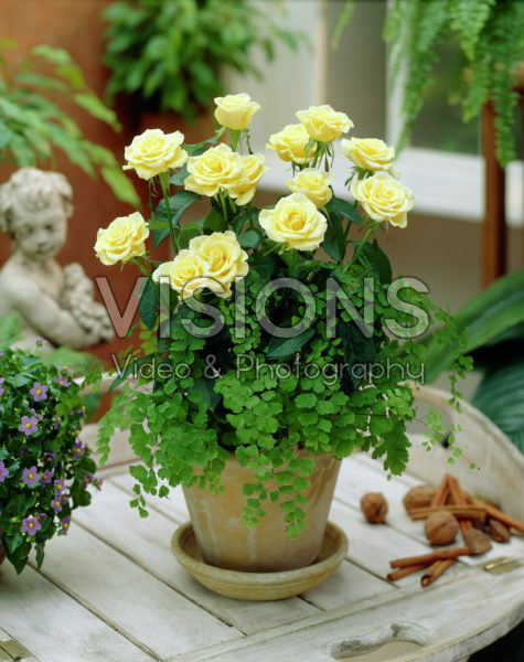 Rosa yellow Rosa yellow