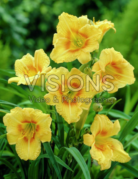 Hemerocallis Black Eyed Stella Hemerocallis Black Eyed Stella